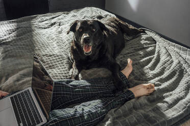 Labrador Retriever schaut Mann mit Laptop auf dem Bett an - VPIF04922