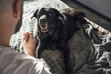 Pet dog looking at man gesturing while sitting on bed at home - VPIF04928