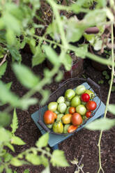 Korb mit frischen Tomaten aus eigenem Anbau - GISF00836