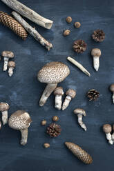 Studio shot of twigs, pine cones and parasol mushrooms (Macrolepiota procera) - GISF00839
