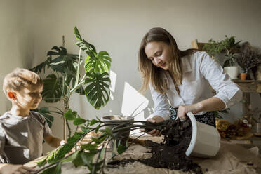 Woman removing plant from pot - LLUF00078