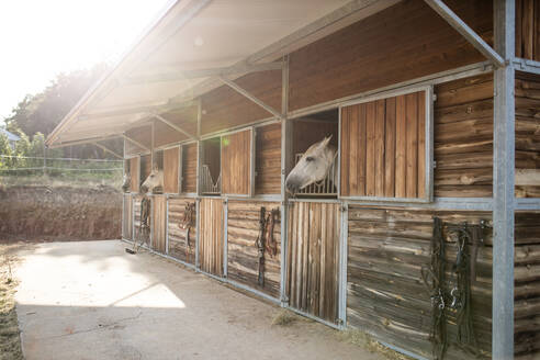 Graue Hengstmäuler, die aus einem Holzstall mit Vordach in einer Reitschule an einem sonnigen Tag herausschauen - ADSF30364