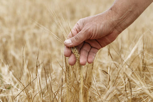 Mann berührt die Weizenernte auf einem Feld - EYAF01733