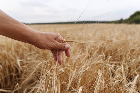 Senior man touching wheat crop on field - EYAF01748