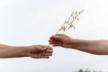 Hands holding oat crop - EYAF01750