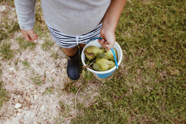 Junge trägt Eimer mit frischen Birnen auf einer Wiese - MRRF01590
