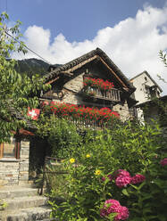 Schweiz, Tessin, Sonogno, Pflanzen, die vor dem Dorfhaus im Sommer wachsen - GWF07166