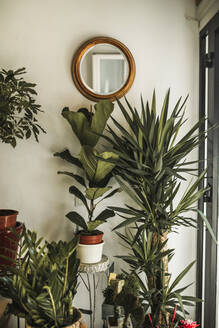Potted plants in front of white wall - GRCF00985