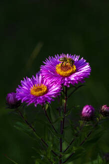 Biene bei der Nahrungsaufnahme an einer rosa blühenden Asternblüte - NDF01346