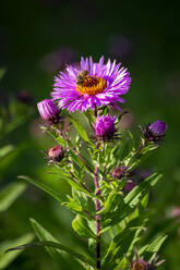 Bee feeding on pink blooming aster flower - NDF01347