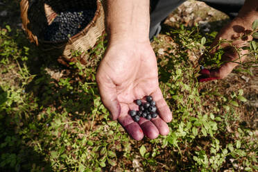 Mann entfernt Blaubeeren von der Pflanze - EYAF01775