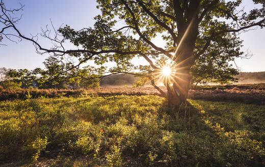 Sonnenaufgang über dem Naturschutzgebiet Fischbeker Heide im Frühling - IHF00476