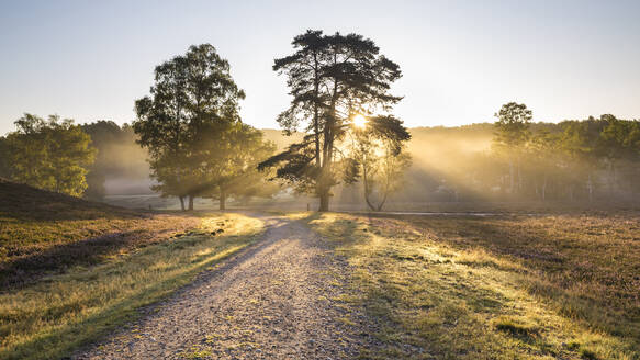 Wanderweg im Naturschutzgebiet Fischbeker Heide bei nebligem Sonnenaufgang - IHF00477