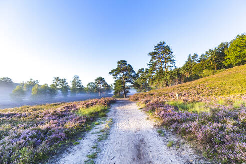 Leerer Feldweg im Naturschutzgebiet Fischbeker Heide - IHF00480