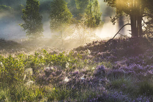 Naturschutzgebiet Fischbeker Heide bei nebligem Morgengrauen - IHF00482