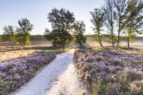 Leerer Feldweg im Naturschutzgebiet Fischbeker Heide - IHF00483