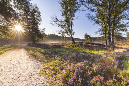 Sonnenaufgang über einem leeren Feldweg im Naturschutzgebiet Fischbeker Heide - IHF00484