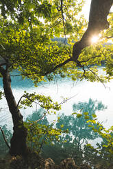 Setting sun illuminating tree growing on lakeshore in Plitvice Lakes National Park - JAQF00825