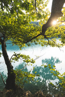Die untergehende Sonne beleuchtet einen Baum am Seeufer im Nationalpark Plitvicer Seen - JAQF00825
