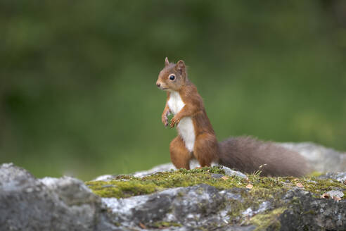 Eurasian red squirrel (Sciurus vulgaris) standing on rocky surface - MJOF01896