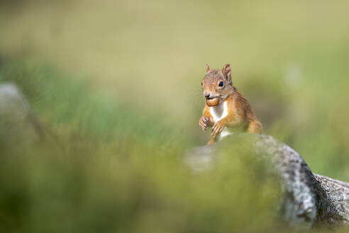 Rotes Eichhörnchen (Sciurus vulgaris), stehend im Freien mit einer Nuss im Maul - MJOF01897