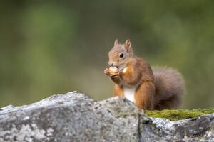 Rotes Eichhörnchen (Sciurus vulgaris) beim Fressen von Nüssen - MJOF01898
