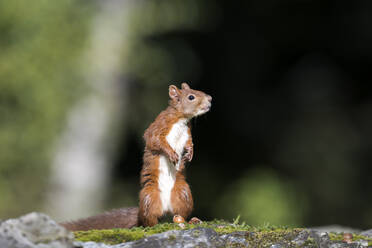 Rotes Eichhörnchen (Sciurus vulgaris), stehend auf felsigem Untergrund - MJOF01899