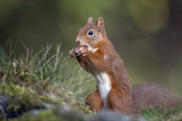 Rotes Eichhörnchen (Sciurus vulgaris) beim Fressen von Nüssen - MJOF01900