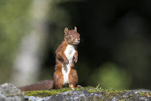 Rotes Eichhörnchen (Sciurus vulgaris), stehend auf felsiger Oberfläche mit geschlossenen Augen - MJOF01901