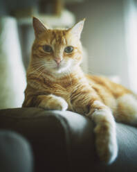 Katze sitzt zu Hause auf dem Sofa - RAEF02442