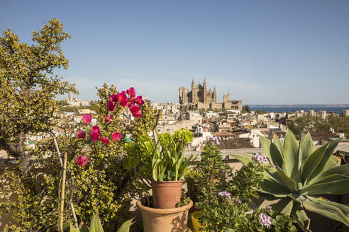 Spanien, Balearen, Palma de Mallorca, Topfpflanzen, die im Sommer im Freien wachsen, mit der Kathedrale Santa Maria de Palma im Hintergrund - JMF00585