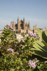 Spanien, Balearische Inseln, Palma de Mallorca, Fassade der Kathedrale Santa Maria de Palma mit Pflanzen im Vordergrund - JMF00586