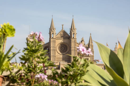 Spanien, Balearische Inseln, Palma de Mallorca, Fassade der Kathedrale Santa Maria de Palma mit Pflanzen im Vordergrund - JMF00587