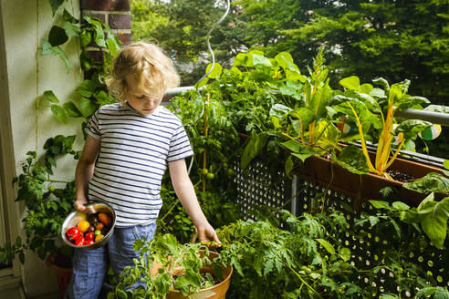 Junge pflückt Tomaten aus dem Gemüsegarten auf dem Balkon - IHF00490