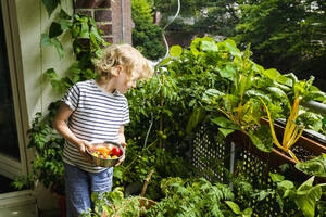 Junge mit blondem Haar, der eine Pflanze betrachtet, während er eine Schale mit Tomaten auf dem Balkon hält - IHF00491