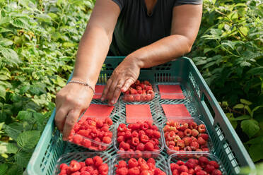 Gärtnerin prüft Beeren, während sie reife Himbeeren in Plastikkisten im Gewächshaus während der Erntezeit sammelt - ADSF30675