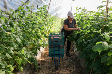 Adult female farmer standing in greenhouse and collecting ripe raspberries from bushes during harvesting process - ADSF30676