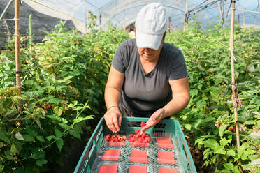 Gärtnerin prüft Beeren, während sie reife Himbeeren in Plastikkisten im Gewächshaus während der Erntezeit sammelt - ADSF30678