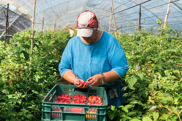 Female gardener checking berries while collecting ripe raspberries in plastic crates in hothouse during harvest season - ADSF30681