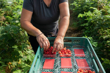 Gärtnerin prüft Beeren, während sie reife Himbeeren in Plastikkisten im Gewächshaus während der Erntezeit sammelt - ADSF30780