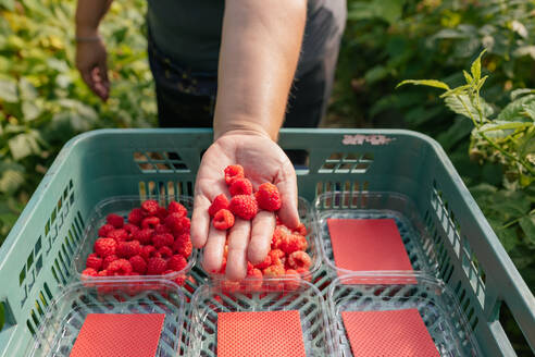 Gärtnerin prüft Beeren, während sie reife Himbeeren in Plastikkisten im Gewächshaus während der Erntezeit sammelt - ADSF30783