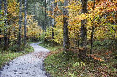 Leerer Fußweg im Herbstwald - HHF05745