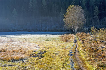 Meadow covered in morning frost - HHF05751