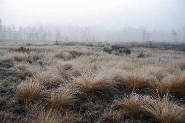 Moor at foggy autumn morning - HHF05752