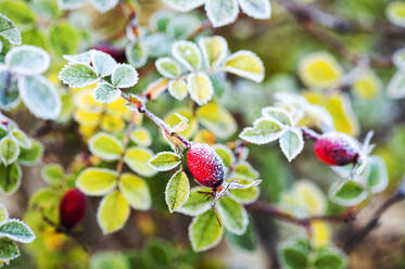 Hundsrosenblätter mit Frost bedeckt - HHF05754