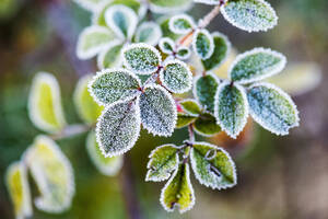 Hundsrosenblätter mit Frost bedeckt - HHF05755