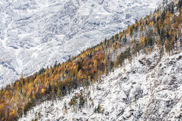 Herbstlich gefärbter Hain im schneebedeckten Koppenpass-Tal - HHF05758