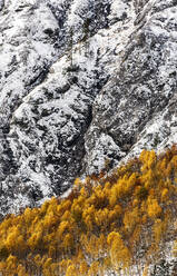 Autumn colored grove in snow-covered Koppenpass valley - HHF05759