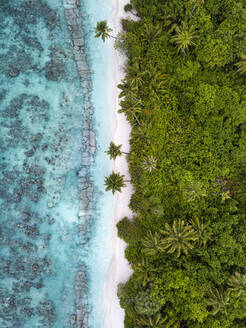 Malediven, Kolhumadulu-Atoll, Luftaufnahme der bewaldeten Küstenlinie der Insel Kanimeedhoo - KNTF06393