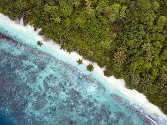 Malediven, Kolhumadulu-Atoll, Luftaufnahme der bewaldeten Küstenlinie der Insel Kanimeedhoo - KNTF06394